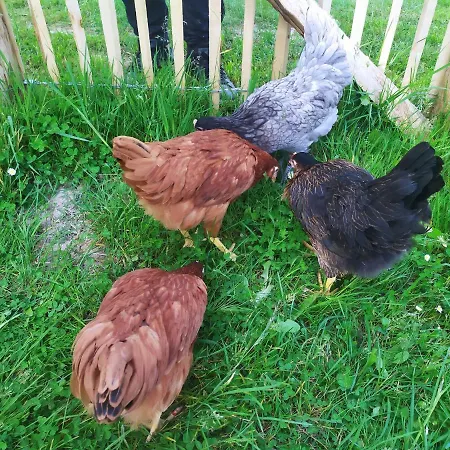 Cosy Grand Confort Dans Un Ecrin De Verdure Ferienhaus *