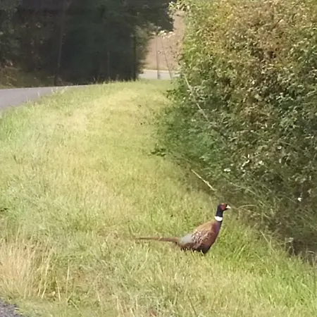 Cosy Grand Confort Dans Un Ecrin De Verdure